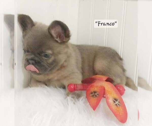 Medium Photo #36  Breeder Profile in COLONIAL BCH, VA, USA