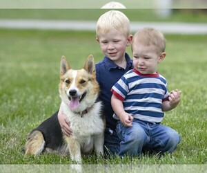 Pembroke Welsh Corgi Dog Breeder in LIBERTY,  USA