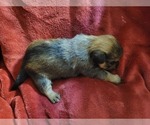 Small #117 Breeder Profile image