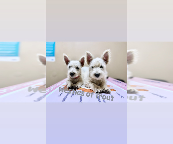 Medium Photo #3  Breeder Profile in PRESCOTT VALLEY, AZ, USA