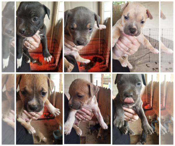 Medium Photo #1  Breeder Profile in ANGLETON, TX, USA