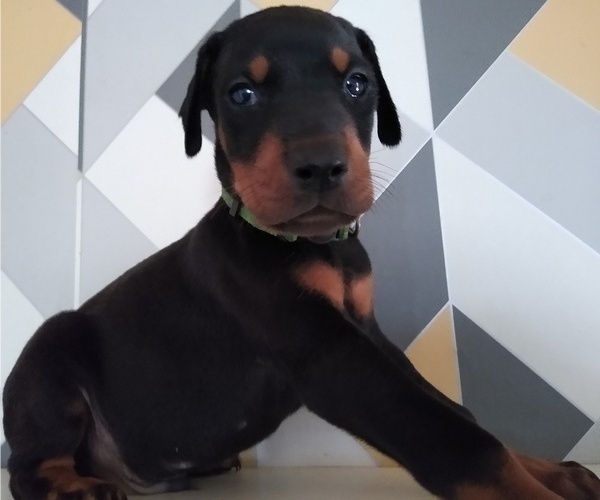 Medium Photo #1  Breeder Profile in TRAVELERS REST, SC, USA