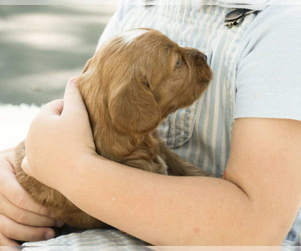 Medium Photo #10  Breeder Profile in TOPEKA, KS, USA