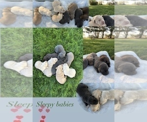 Golden Retriever Dog Breeder near FREDERICKSBG, OH, USA