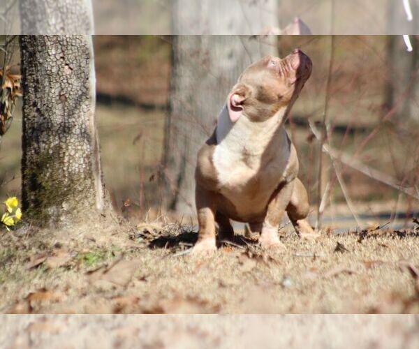 Medium Photo #20  Breeder Profile in MOUNT OLIVE, AL, USA