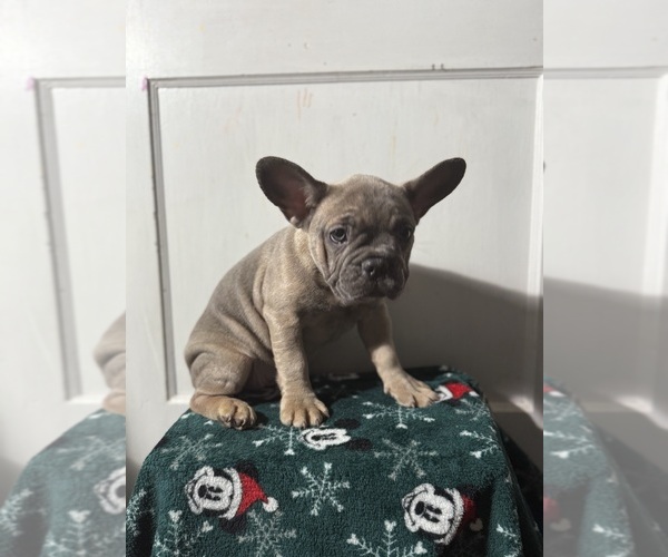 Medium Photo #5  Breeder Profile in RIVERSIDE, NJ, USA