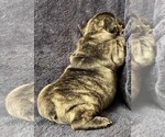 Small #6 Breeder Profile image