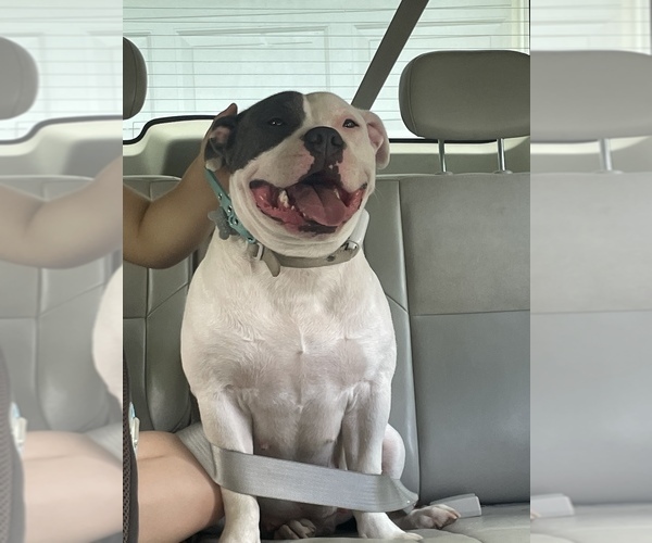 Medium Photo #3  Breeder Profile in NAUGATUCK, CT, USA