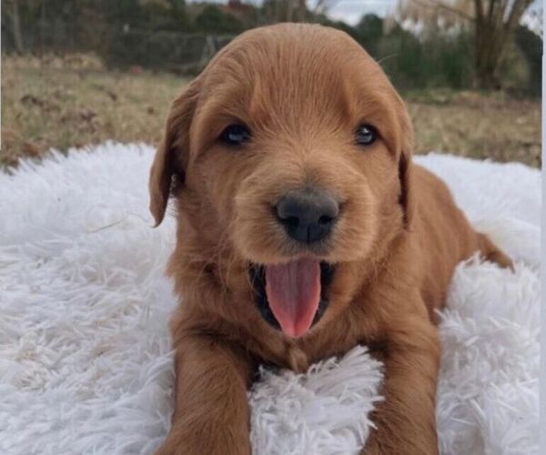 Medium Photo #1  Breeder Profile in ABBEVILLE, SC, USA