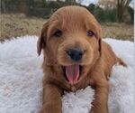 Small breeder photo