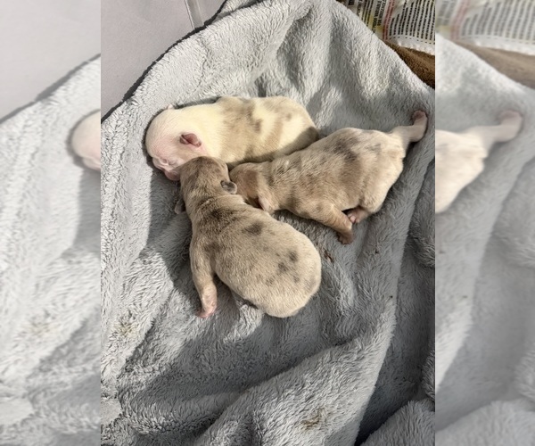 Medium Photo #12  Breeder Profile in GAHANNA, OH, USA