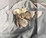 Small #11 Breeder Profile image