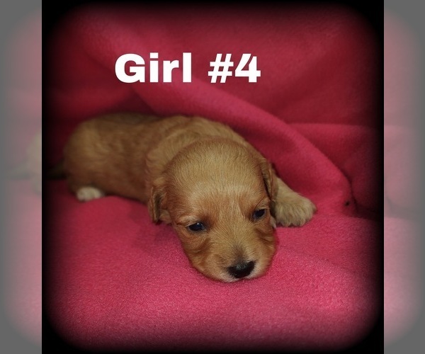 Medium Photo #5  Breeder Profile in MULBERRY, FL, USA