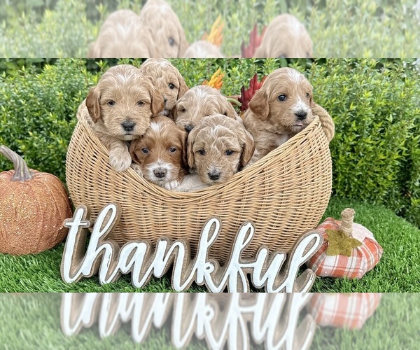 Medium Photo #6  Breeder Profile in BAKERSFIELD, CA, USA