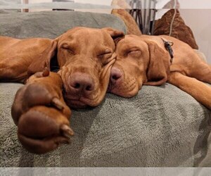 Vizsla Dog Breeder near LOS GATOS, CA, USA