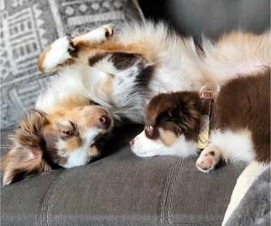 Australian Shepherd Dog Breeder in BLACKSBURG,  USA