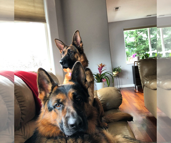 Medium Photo #1  Breeder Profile in DAMASCUS, OR, USA