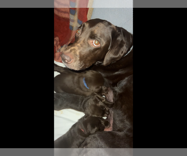 Medium Photo #1  Breeder Profile in JAMESTOWN, PA, USA