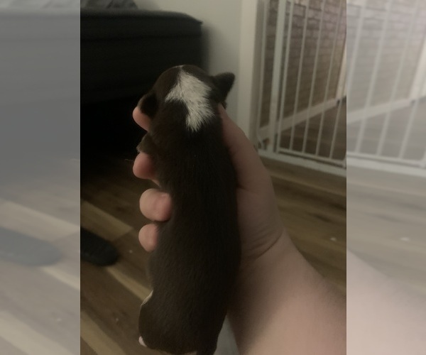 Medium Photo #7  Breeder Profile in NORTH PROVIDENCE, RI, USA