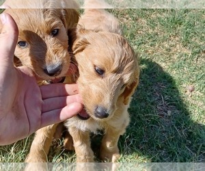 English Cream Golden Retriever-Poodle (Standard) Mix Dog Breeder near PEARBLOSSOM, CA, USA