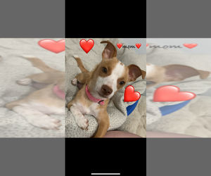 Chihuahua Dog Breeder near NORTH PROVIDENCE, RI, USA