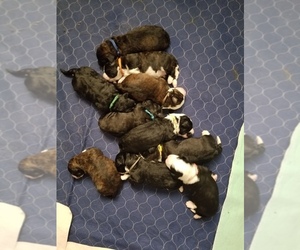Medium Breeder Profile Photo