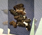 Small breeder photo