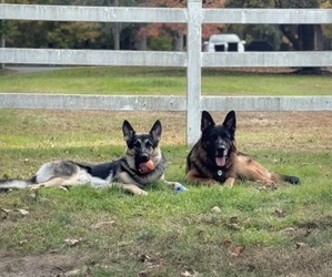 German Shepherd Dog Dog Breeder near SOUTH EASTON, MA, USA