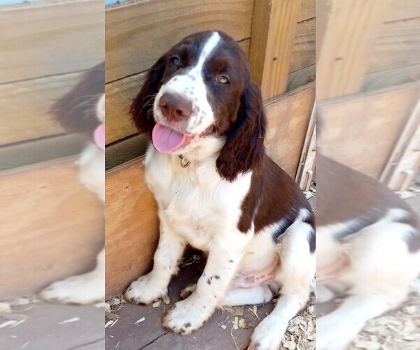 Medium Photo #1  Breeder Profile in HARRAH, OK, USA