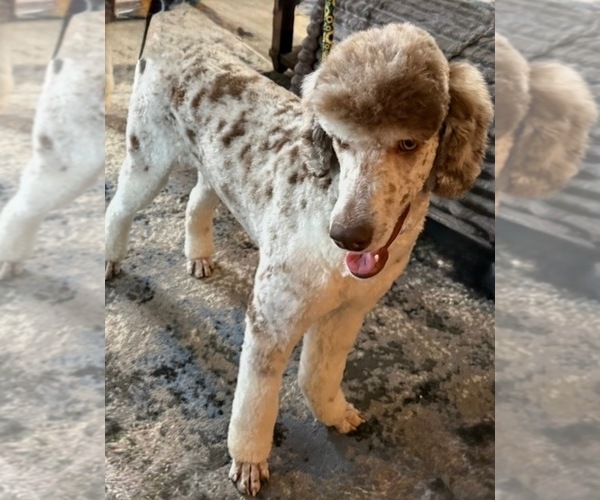 Medium Photo #2  Breeder Profile in SPRINGFIELD, OH, USA