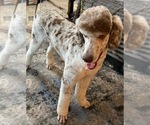 Small #1 Breeder Profile image