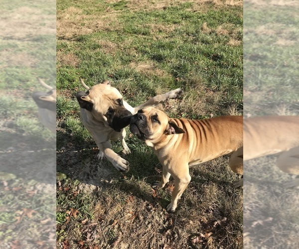 Medium Photo #25  Breeder Profile in PARKERS LAKE, KY, USA