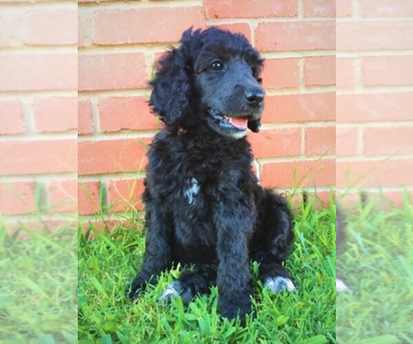 Medium Photo #1  Breeder Profile in WICHITA FALLS, TX, USA