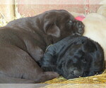 Small #11 Breeder Profile image
