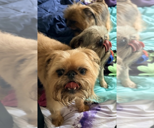 Medium Photo #9  Breeder Profile in SPRING BRANCH, TX, USA