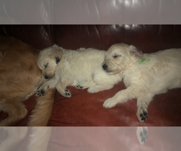 Medium Photo #17  Breeder Profile in SOUTHBURY, CT, USA