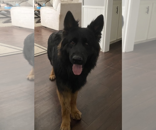 Medium Photo #1  Breeder Profile in HOUSTON, TX, USA