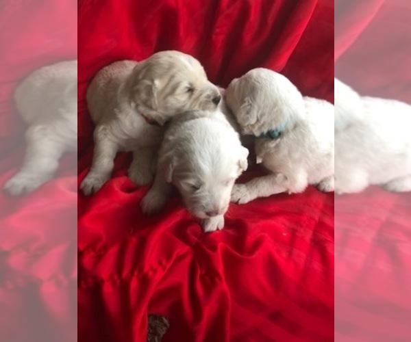 View Breeder Profile Pyredoodle Dog Breeder near Mississippi, LIBERTY