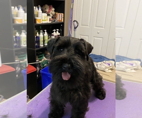 Medium Photo #3  Breeder Profile in CLERMONT, FL, USA