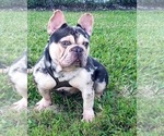 Small Photo #1  Breeder Profile in MIAMI, FL, USA