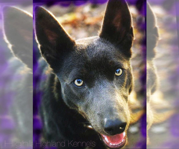 Medium Photo #4  Breeder Profile in CAMAS, WA, USA