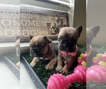 Small breeder photo