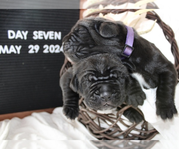 Medium Photo #20  Breeder Profile in SAN MARCOS, TX, USA