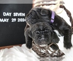 Small #19 Breeder Profile image