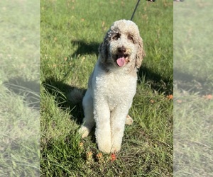 Poodle (Standard) Dog Breeder near CLAREMORE, OK, USA