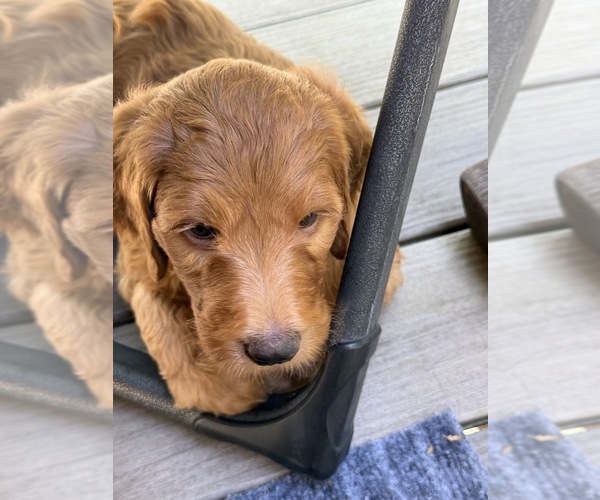 Medium Photo #5  Breeder Profile in CORVALLIS, OR, USA