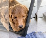 Small #4 Breeder Profile image