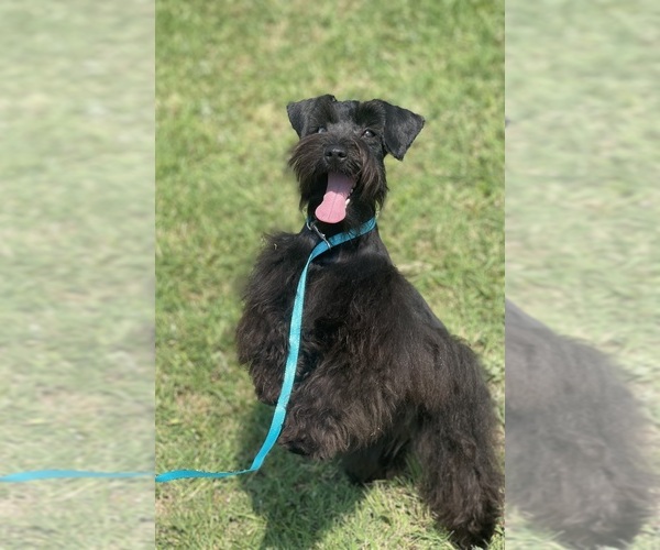 Medium Photo #4  Breeder Profile in JACKSONVILLE, TX, USA