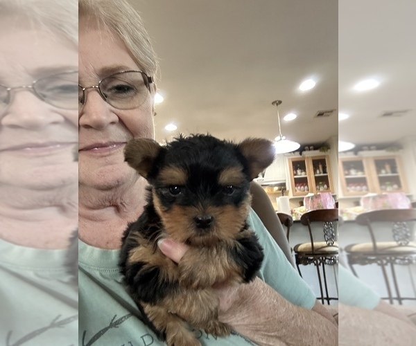 Medium Photo #1  Breeder Profile in OKTAHA, OK, USA