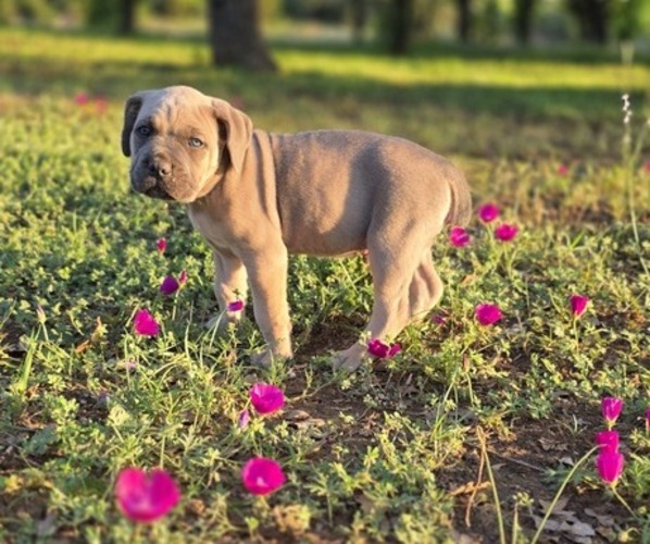 Medium Photo #15  Breeder Profile in BANGS, TX, USA